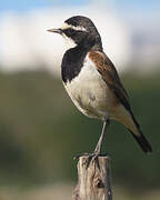 Capped Wheatear