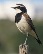 Capped Wheatear