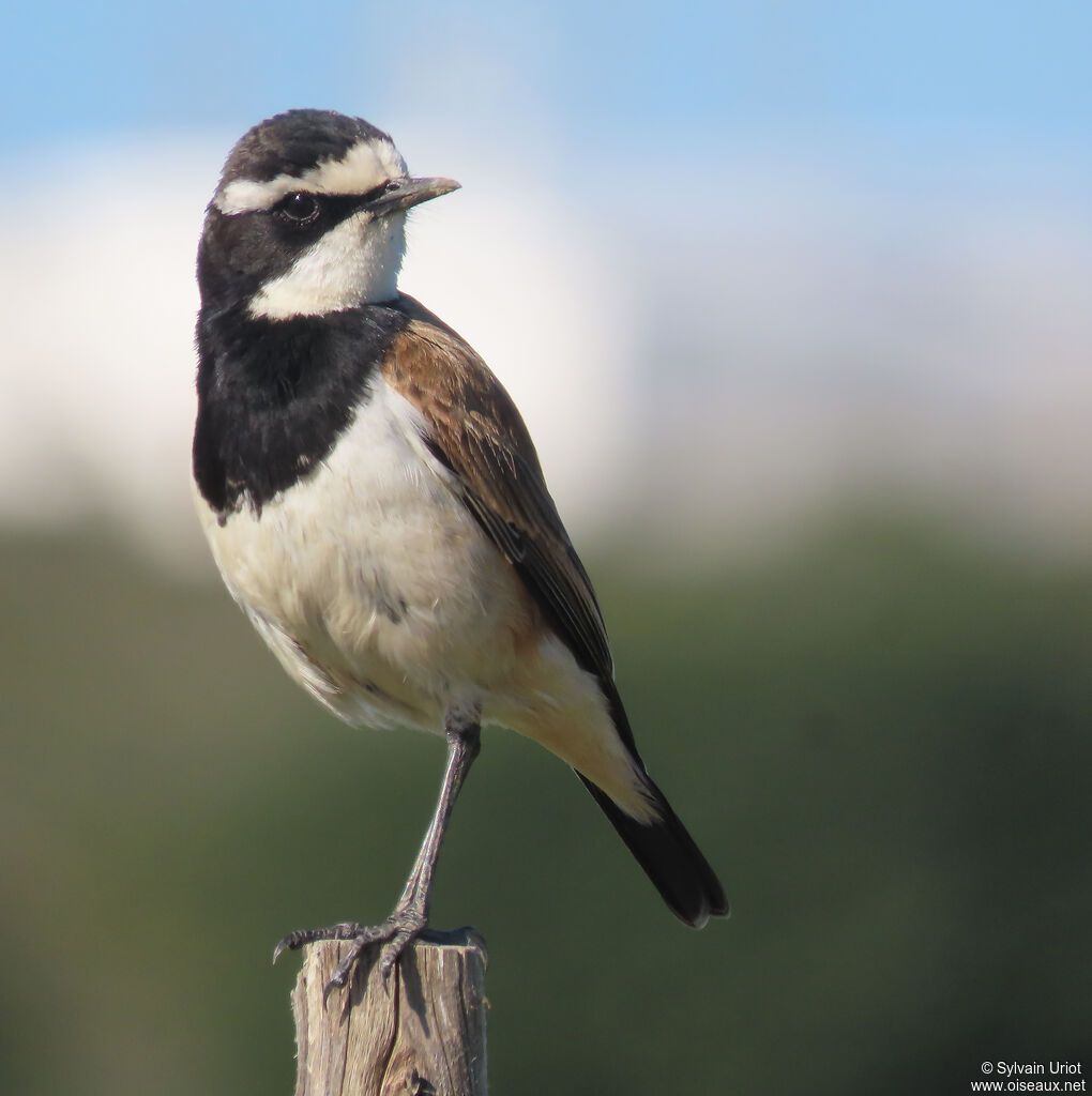 Capped Wheatearadult