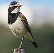 Capped Wheatear