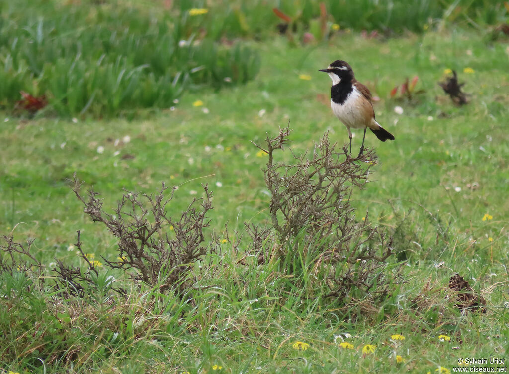 Capped Wheatearadult