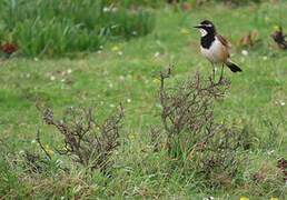 Capped Wheatear