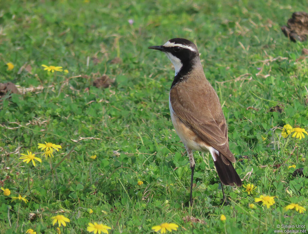 Capped Wheatearadult