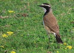 Capped Wheatear