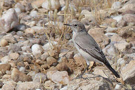 Karoo Chat