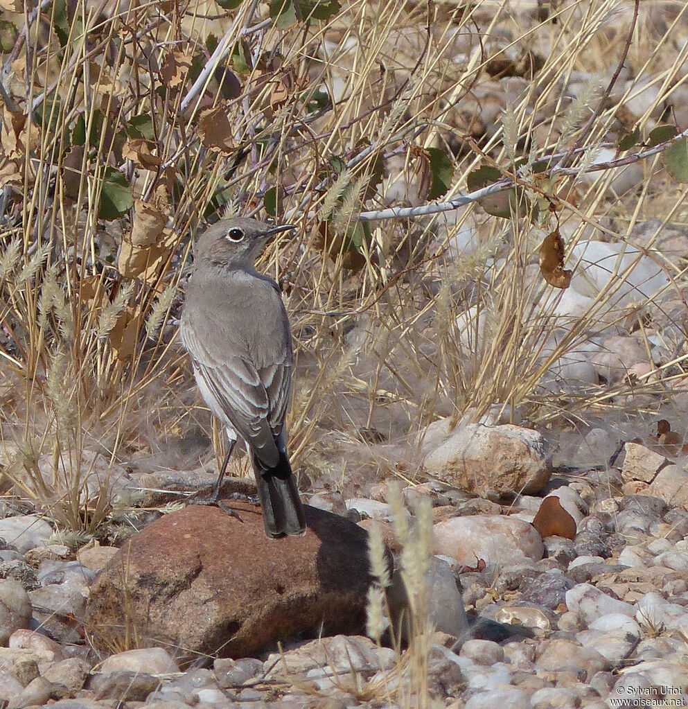 Karoo Chat