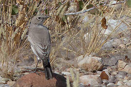 Karoo Chat