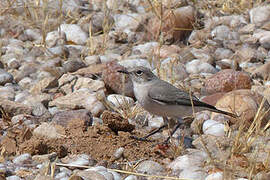 Karoo Chat