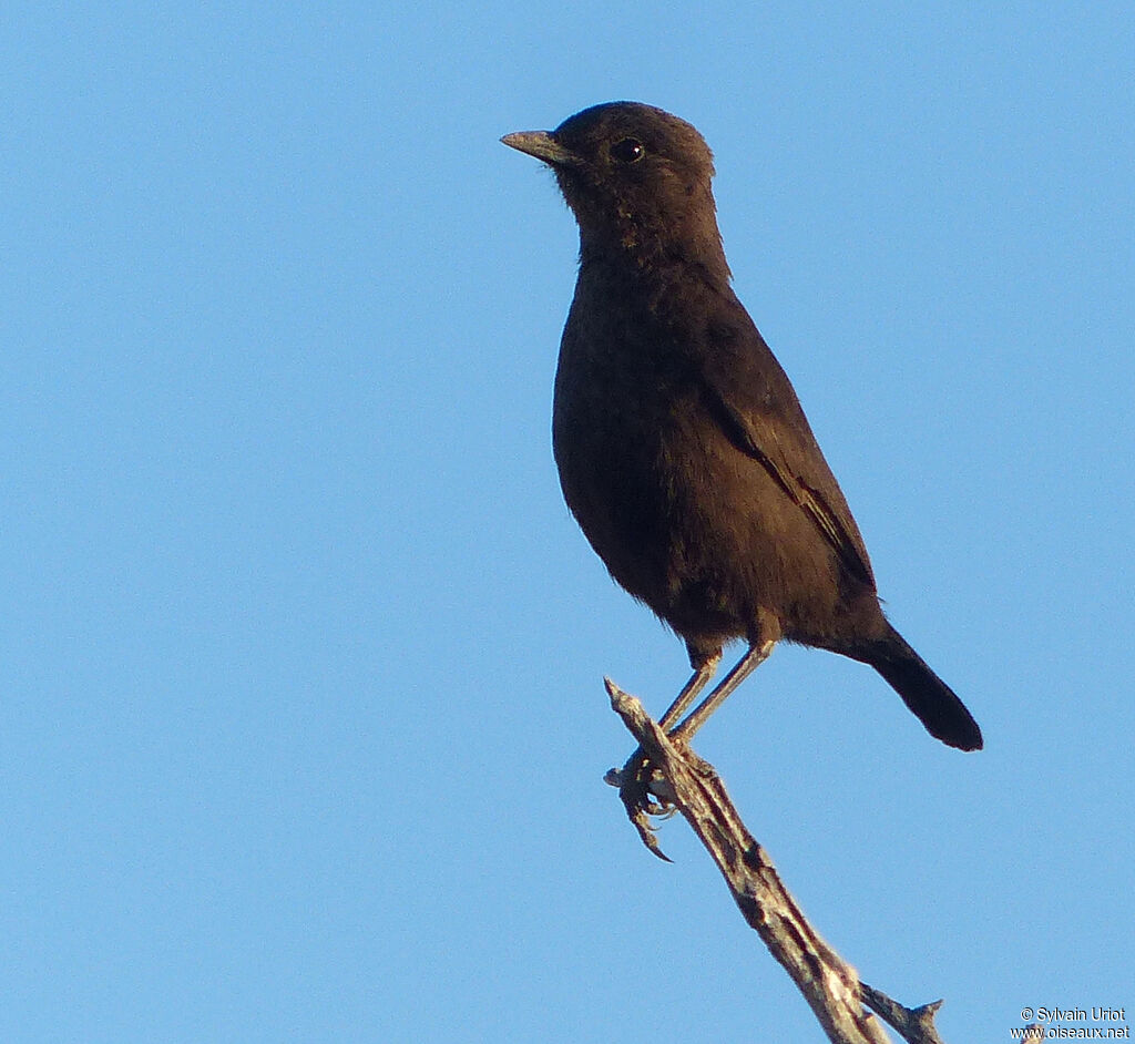 Ant-eating Chat