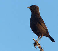 Ant-eating Chat