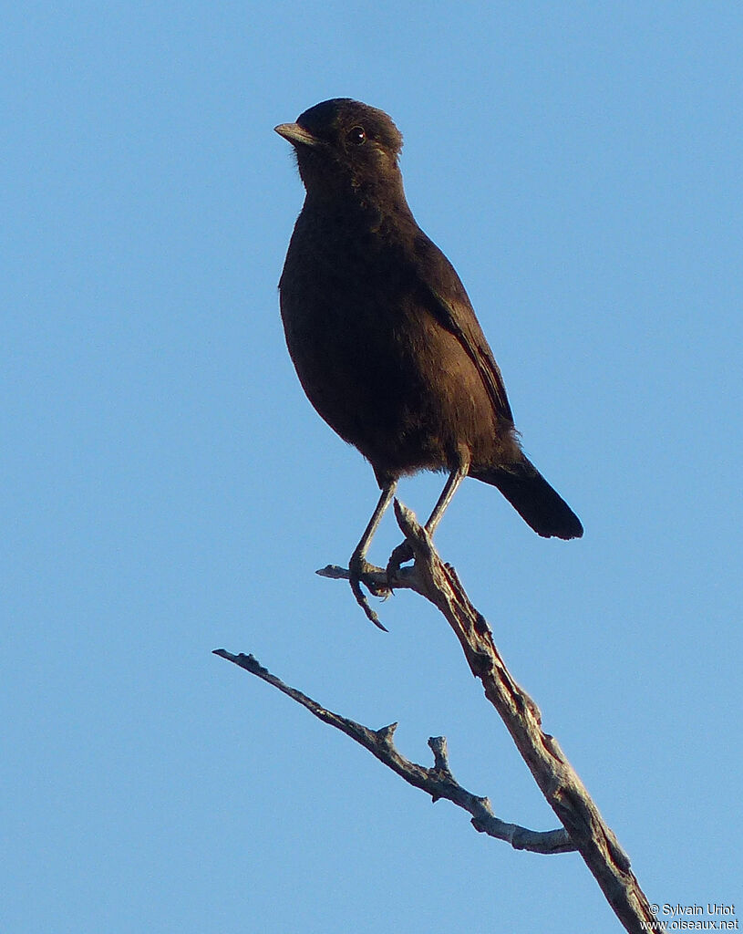 Ant-eating Chat