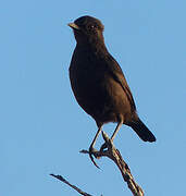 Ant-eating Chat