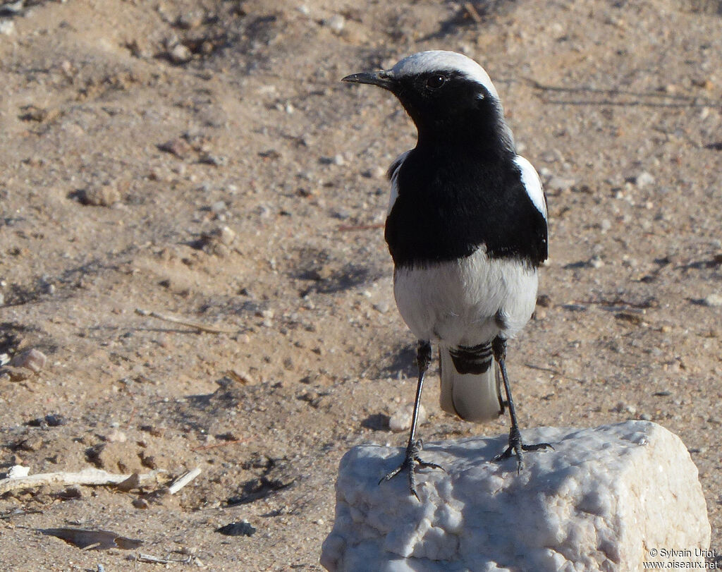 Mountain Wheatearadult