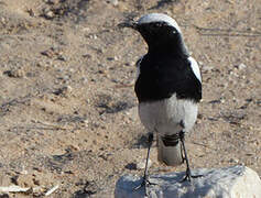 Mountain Wheatear