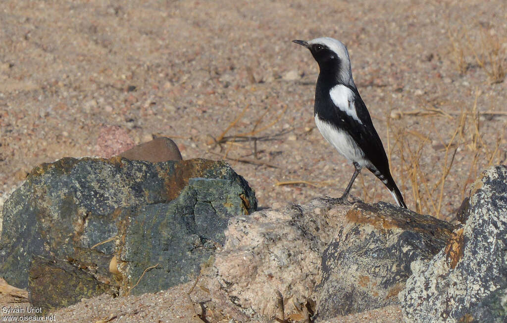 Mountain Wheatear male adult breeding, identification