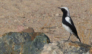 Mountain Wheatear