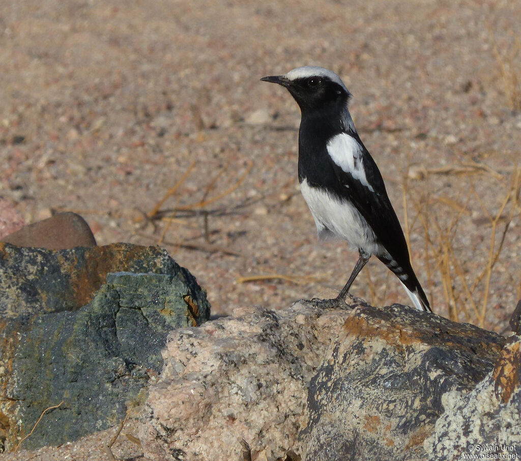 Mountain Wheatear male adult