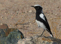 Mountain Wheatear