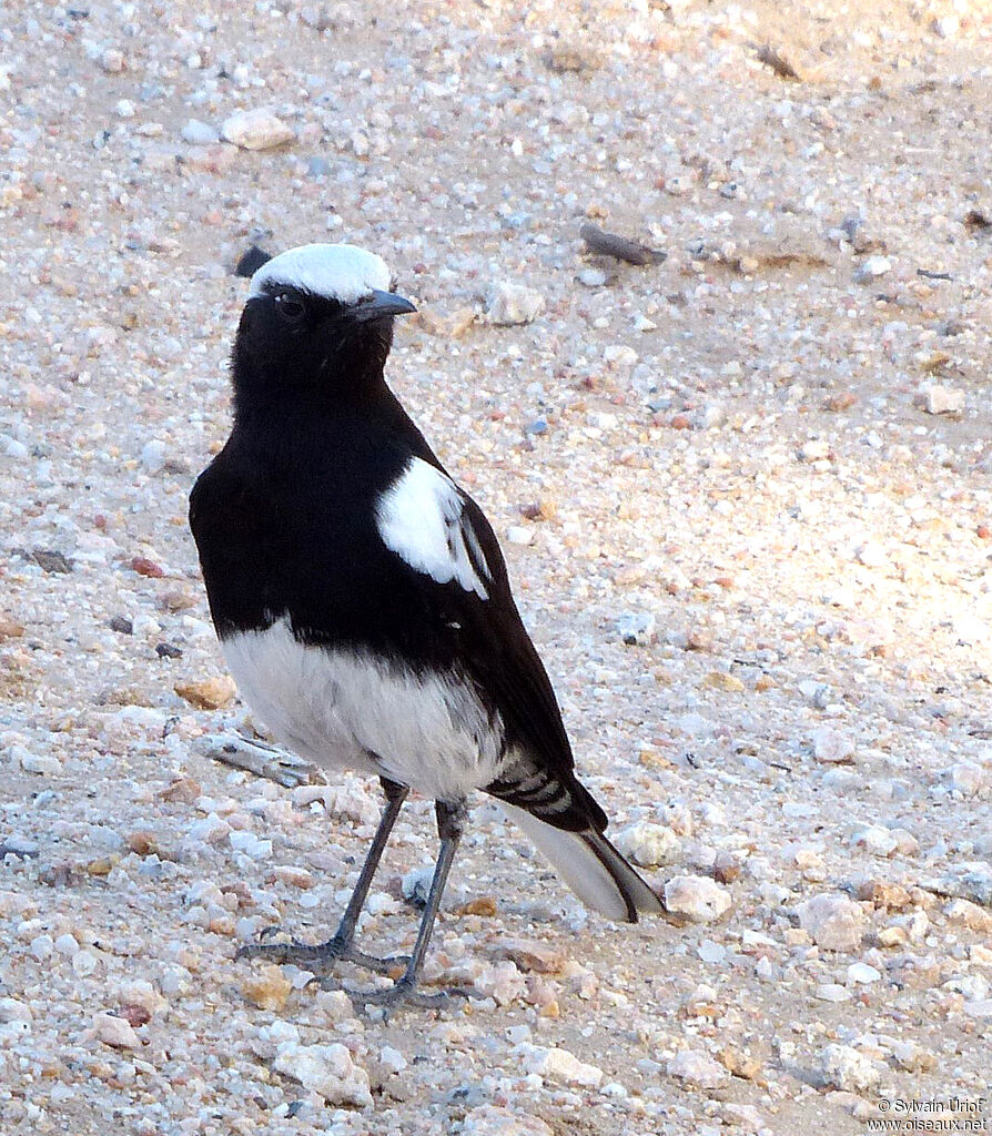 Mountain Wheatearadult