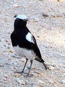 Mountain Wheatear