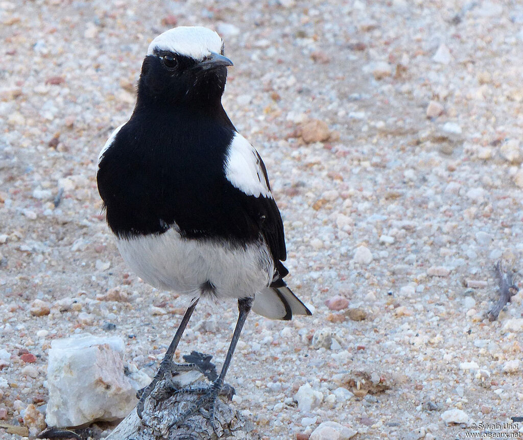 Mountain Wheatearadult