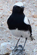 Mountain Wheatear