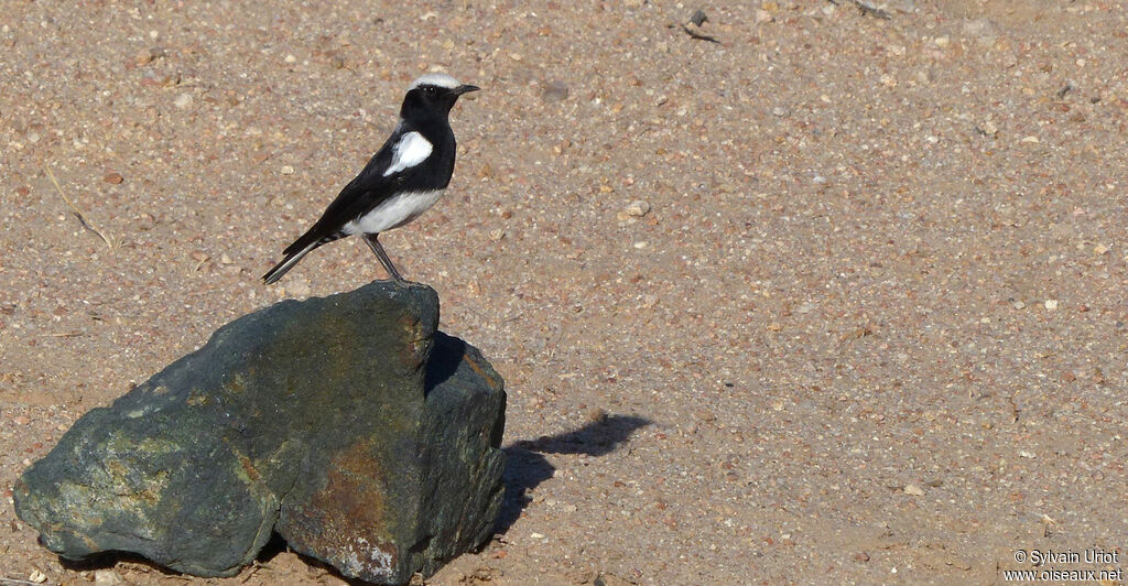 Mountain Wheatearadult