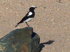 Mountain Wheatear