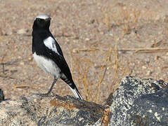 Mountain Wheatear