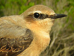 Northern Wheatear