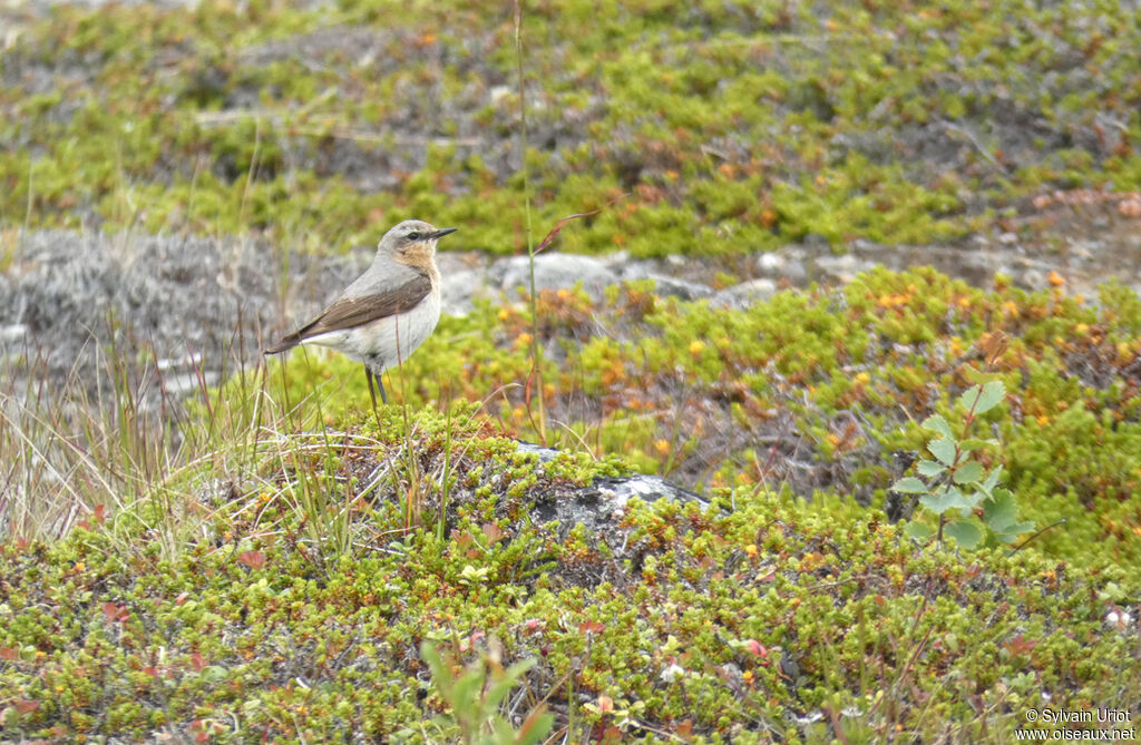 Northern Wheatear female adult