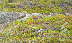 Northern Wheatear