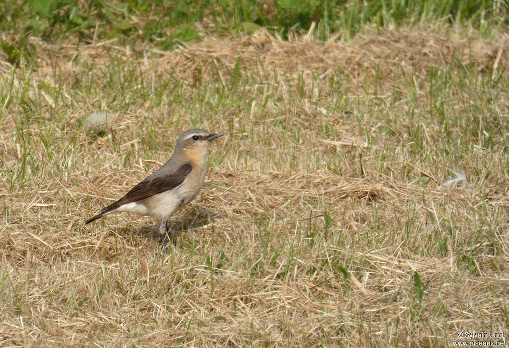 Northern Wheatear female adult