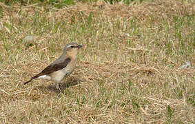 Northern Wheatear