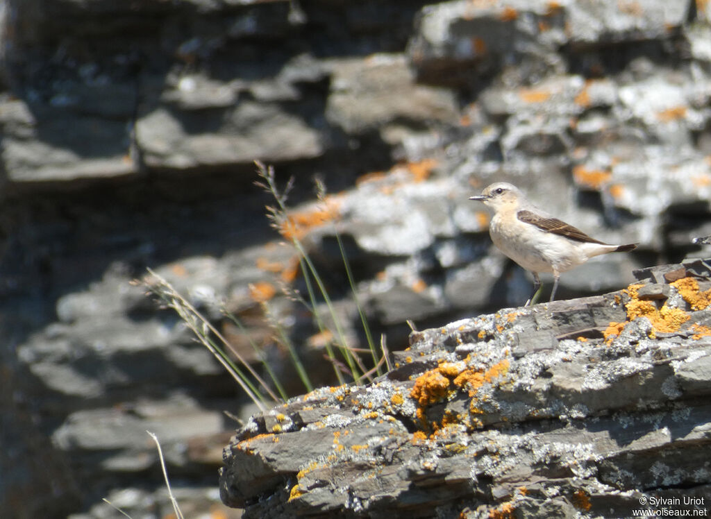 Northern Wheatear female adult