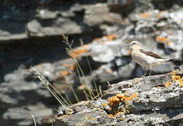 Northern Wheatear