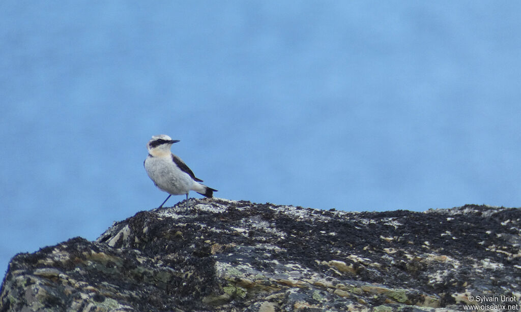 Northern Wheatear male adult