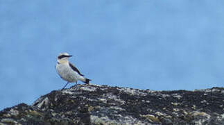 Northern Wheatear