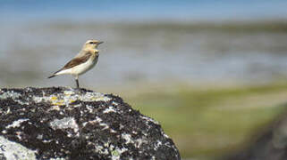 Northern Wheatear