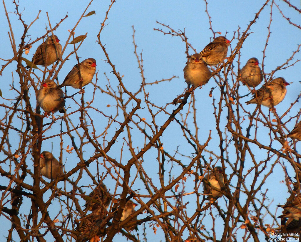 Red-billed Quelea