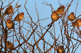 Red-billed Quelea