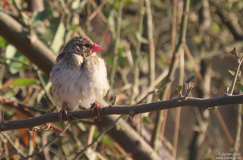 Red-billed Queleaadult post breeding