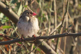 Red-billed Quelea