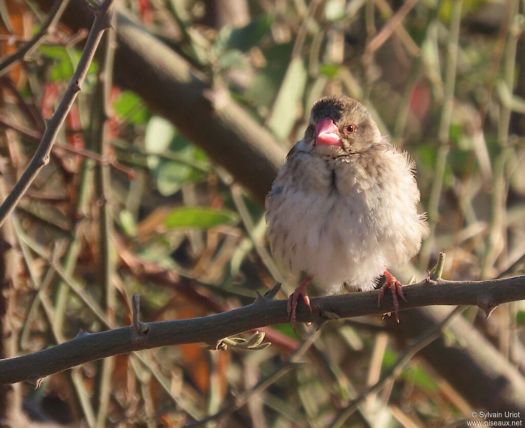 Red-billed Queleaadult post breeding