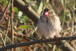 Red-billed Quelea