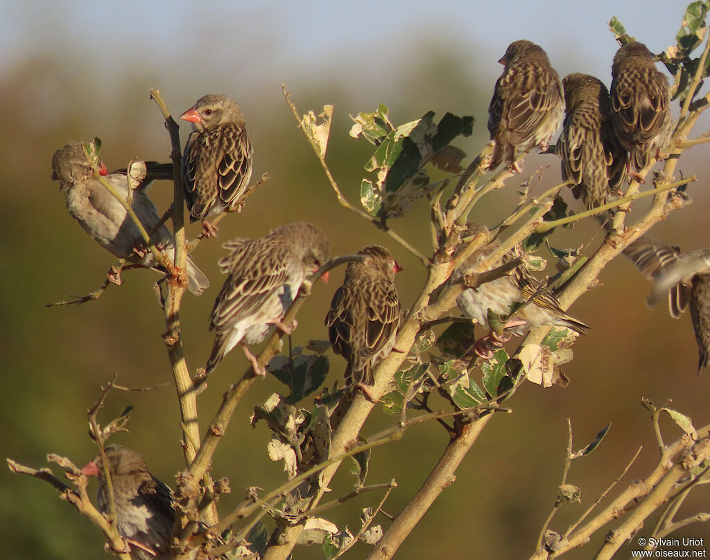 Red-billed Queleaadult post breeding