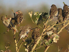 Red-billed Quelea