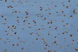 Red-billed Quelea