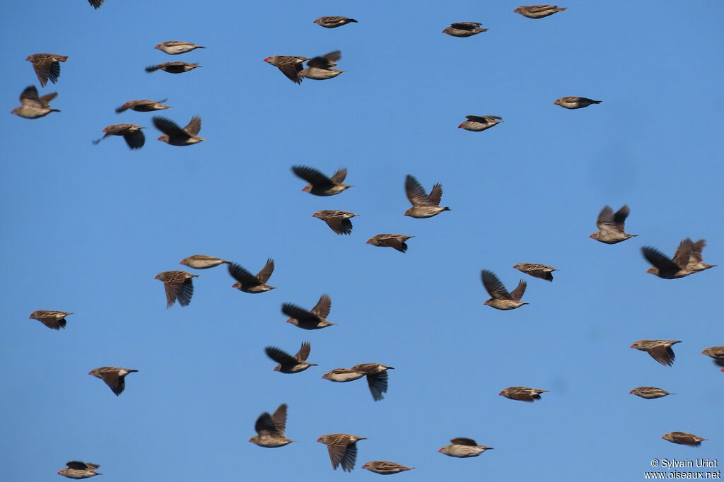 Red-billed Quelea