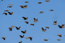 Red-billed Quelea